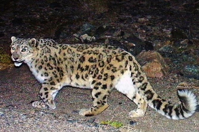 Snow leopard wild Mongolia Altai Mountains expedition
