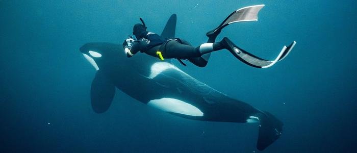 Swimming with Orcas in the Arctic