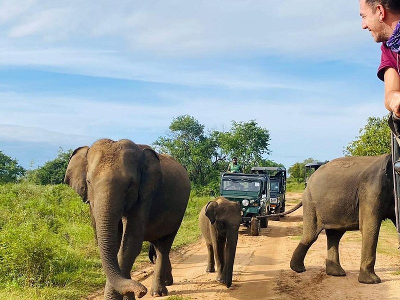 Udawalawe elephant safari