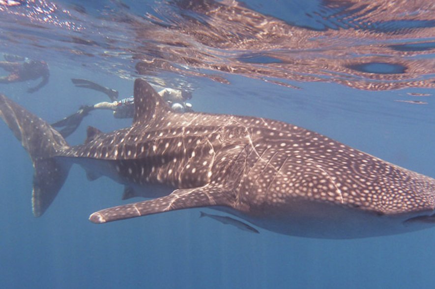 Swimming with whale sharks Maldives