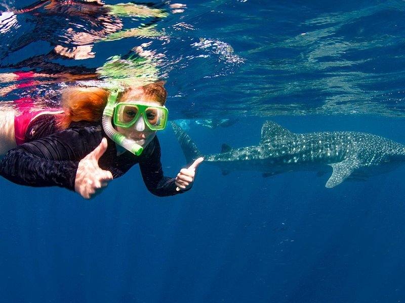 Ningaloo Reef Whale Shark Swim