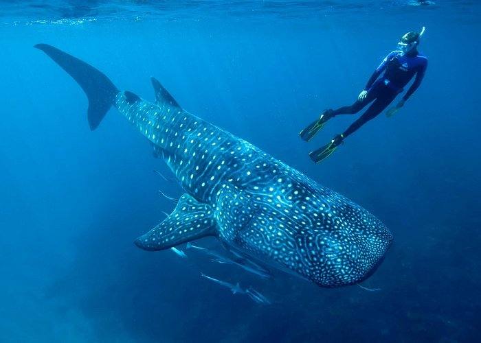 Whale Shark Swim, Isla Mujeres