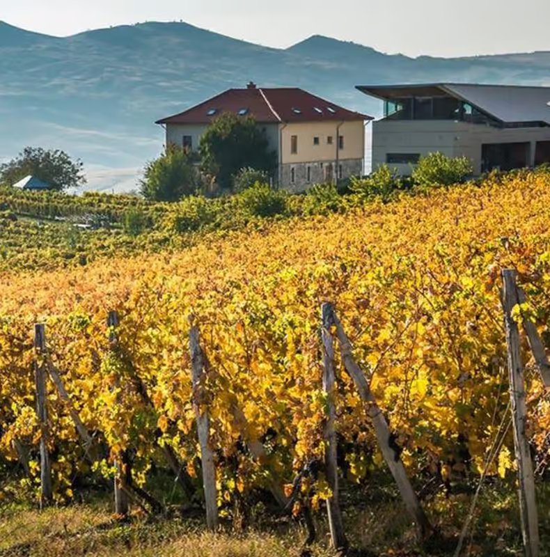 Wine tasting Carpathian vineyards Romania autumn golden vines hills