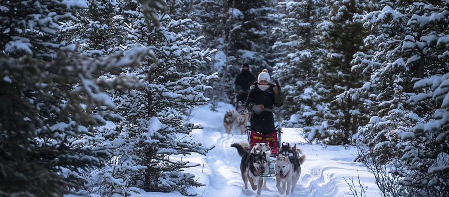 Yukon Dog Sledding